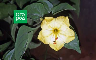 Как вырастить ночную красавицу (мирабилис): от посева до сбора семян - ogorod.ru - Мексика