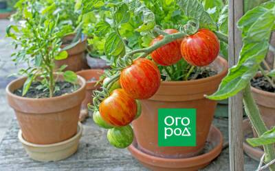 Горшечные томаты для балкона и подоконника – сорта, фото, описание - ogorod.ru