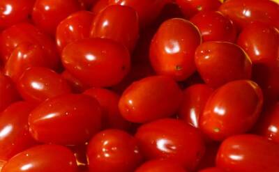 Светлана Протас - Надежная подкормка, от которой томаты без ума: что нужно обязательно класть в лунки - belnovosti.by