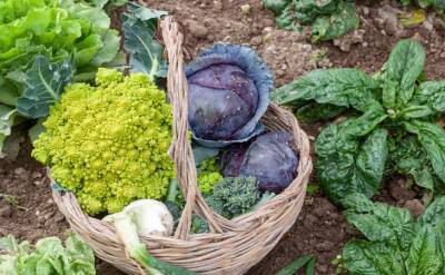 Светлана Протас - Какие овощи дадут намного больше урожая, если посадить их рядом: дачникам ценный совет - belnovosti.by