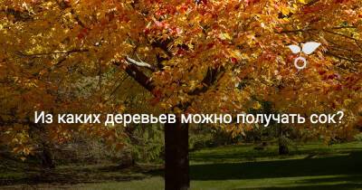 Не только берёза! Какие деревья дадут весной сок? - botanichka.ru