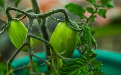 Светлана Протас - Что делать, если листья томатов скручиваются лодочкой: как помочь растениям на грядке - belnovosti.by