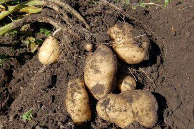 Ольга Котова - Система посадки картофеля, которая помогает собрать до 50 ведер урожая с сотки - belnovosti.by
