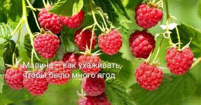 Малина – как ухаживать, чтобы было много ягод - botanichka.ru