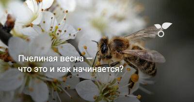 Пчелиная весна — что это и как начинается? - botanichka.ru