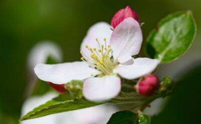Светлана Протас - Деревенский секрет, как получить больше яблок – просто нужно опрыскать цветочки 1 препаратом - belnovosti.by