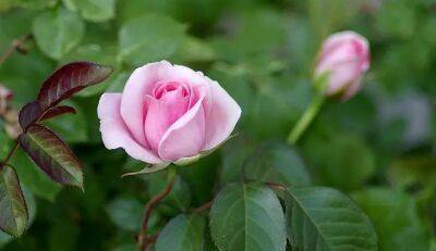 Елен Гутыро - Опрыскайте этим розы от тли, чтобы цвели на радость: простая хитрость - belnovosti.by