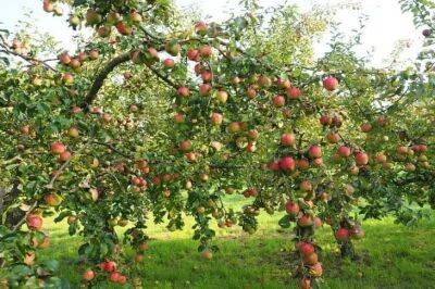 Елен Гутыро - 5 причин, почему у яблони осыпаются цветы и завязи: ошибки дачников - belnovosti.by