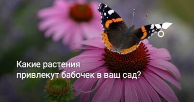 Какие растения привлекут бабочек в ваш сад? - botanichka.ru