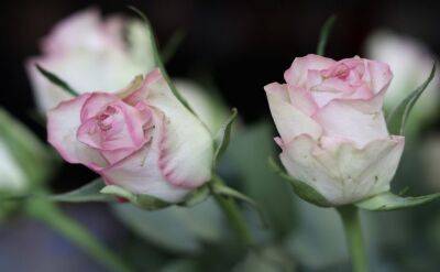 Светлана Протас - Чем подкормить розы в мае, чтобы они пышно цвели всё лето: хозяюшкам на заметку - belnovosti.by