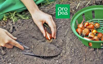 Что положить в лунку при посадке томатов, картофеля, лука, капусты и других овощей - ogorod.ru
