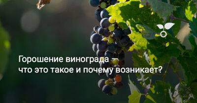 Горошение винограда — что это такое и почему возникает? - botanichka.ru - г. Виноград