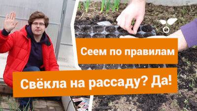 Посев свёклы на рассаду — в чем преимущества и как правильно посадить? - botanichka.ru