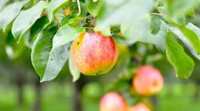 Сорта яблонь, имеющих комплексную устойчивость к мучнистой росе и парше - ogorod.ru