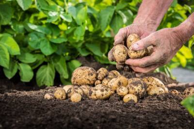 Самые урожайные сорта картофеля и простые секреты его выращивания - ogorod.ru - штат Аризона