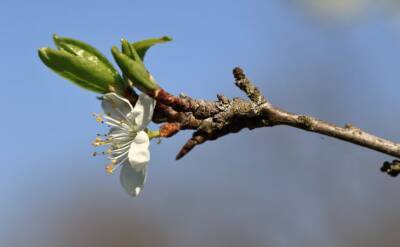 Светлана Протас - Почему весной у яблони осыпаются все цветы и завязи: 5 причин и решений - belnovosti.by