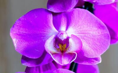 Светлана Протас - 5 простых правил, чтобы цветущая орхидея цвела дольше и пышнее, чем обычно - belnovosti.by