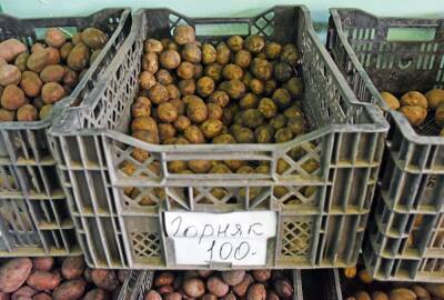 Елена Шанина - Какие сорта картофеля выбрать на посадку в этом году? - oblgazeta.ru - Екатеринбург - Исток