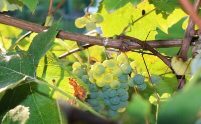 Светлана Протас - 3 главные ошибки дачника весной, из-за которых ягод винограда не видать в этом году - belnovosti.by