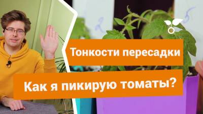 Как правильно провести пикировку томатов? - botanichka.ru