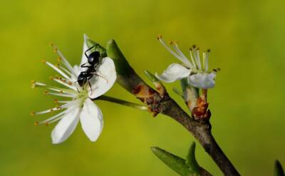 Светлана Протас - Дачная хитрость, чтобы защитить плодовые деревья от муравьев: без вреда для урожая - belnovosti.by