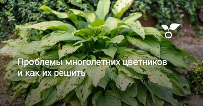 Проблемы многолетних цветников и как их решить - botanichka.ru