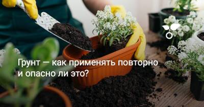 Грунт — как применять повторно и опасно ли это? - botanichka.ru