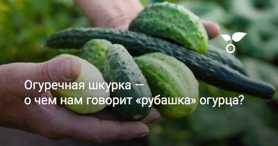 Огуречная рубашка — о чем нам говорит шкурка огурца? - botanichka.ru