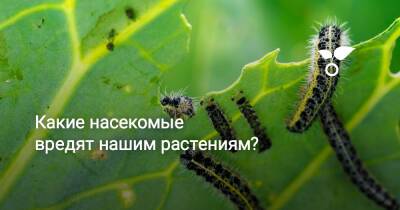 Какие насекомые вредят нашим растениям? - botanichka.ru
