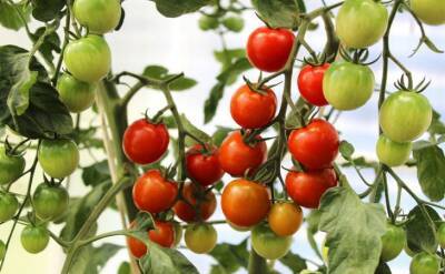 Светлана Протас - Срочные меры, если у рассады томатов желтеют листья: что делают опытные дачники - belnovosti.by