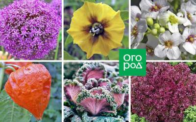 Красиво и вкусно: какие овощи можно посадить в цветнике - ogorod.ru