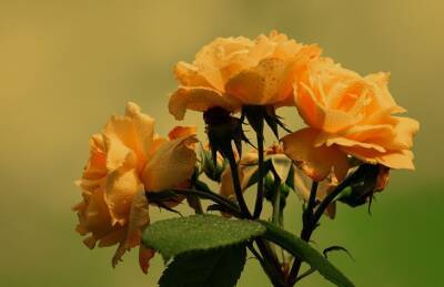 Марин Михалап - Какие цветы не стоит высаживать рядом с розами: досадные ошибки дачников - belnovosti.by