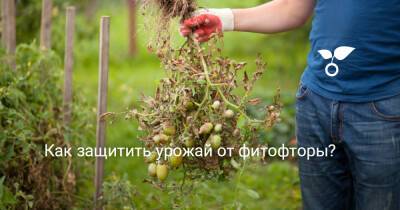 Как защитить урожай от фитофторы? - botanichka.ru