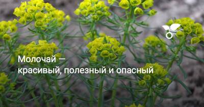 Молочай — красивый, полезный и опасный - botanichka.ru - Россия