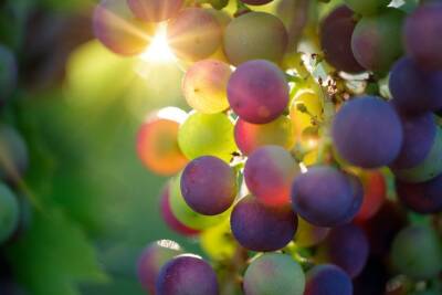 Антон Курчев - Чем опрыснуть виноград, чтобы сделать ягоды более сладкими: хитрые дачники используют простой раствор - belnovosti.by