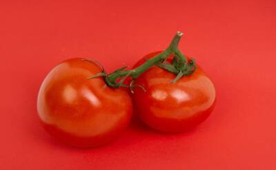 Светлана Протас - По три ведра томатов с куста – новый способ посадки, о котором знают единицы - belnovosti.by