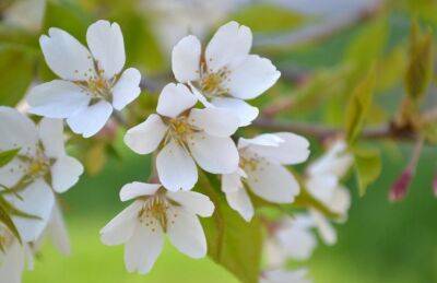 Марин Михалап - Подкормка вишни весной: как получить богатый урожай, которому бы завидовали соседи - belnovosti.by