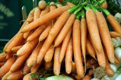 Чем подкормить морковь, чтобы урожай удивил даже бывалых огородников - belnovosti.by