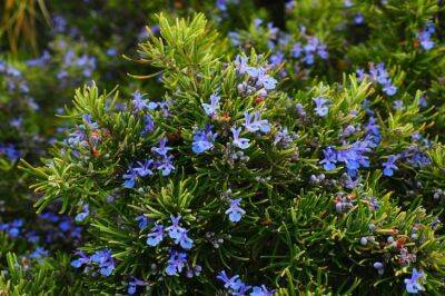 Игорь Зур - 5 красивых растений, которые сделают ваш сад безопасным и отпугнут клещей - belnovosti.by