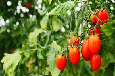 Сорта худших томатов, которые не стоит выращивать у себя в огороде: опыт садоводов - belnovosti.by