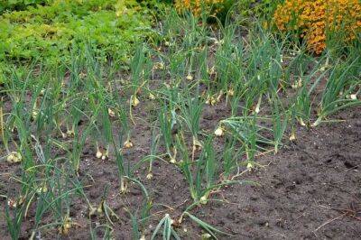 Елен Гутыро - 3 овоща, которые созданы для бедной почвы: что посадить на «неудачной» грядке - belnovosti.by