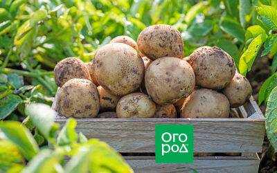 Комплексная защита урожая: как вырастить картофель без фитофторы и колорадского жука - ogorod.ru