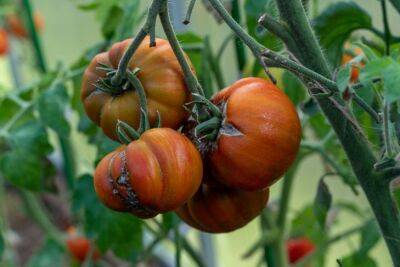 Антон Курчев - Через 2 недели после посадки томатов полейте растение этим: плоды получатся в 1,5 раза крупнее - belnovosti.by