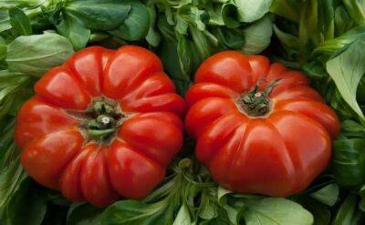 Елен Гутыро - 3 ингредиента – и готов раствор для подкормки томатов в июне: результат заставит соседей завидовать - belnovosti.by