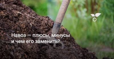 Навоз — плюсы, минусы и чем его заменить? - botanichka.ru