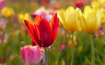 Неприхотливые разновидности тюльпанов: 5 сортов, которые посадил и забыл - belnovosti.by