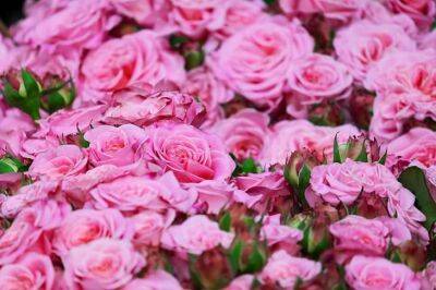 Ольга Котова - Важные моменты по уходу за розами весной: летом они отблагодарят пышным и ярким цветением - belnovosti.by