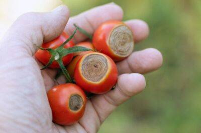 Как можно уменьшить заболеваемость томатов? - aif.ru