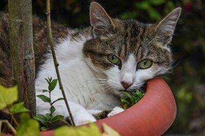 Как защитить ваш огород от соседских кошек: простой способ - belnovosti.by