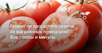 Можно ли прорастить семена из магазинных помидоров? Все плюсы и минусы - botanichka.ru